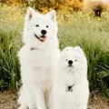 Pearl & Onyx the Samoyeds-good.girly.pearly