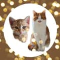 ✨ Frieda & Henry ✨-cats.friedaandhenry