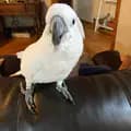 Buster the cockatoo-busterrthecockatoo