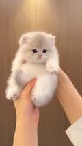 your_cute-pet-your_cutepet
