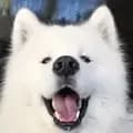 ghost_the_samoyed-ghost_the_samoyed