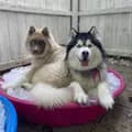 Sherlock & Brigid Husky-sled_dog