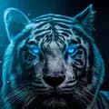 Tigers love-ljy510832119