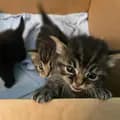 Kitten rescues-kittenroomnrescues