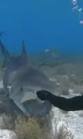 Discover sharks-sharkdiscovery