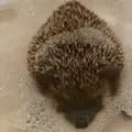 Rolo the hedgehog-_mochafrappe_