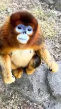 monkey-goldenmonkey125