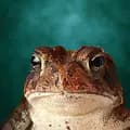 Toby Toad-yaboi_toby_toad
