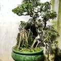 Bonsai hoài hải-bonsaihoaihai66