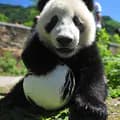 Local Panda-localpanda