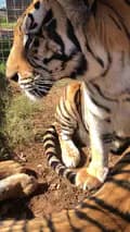 Tiger King-_tiger_king__