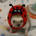 Pepper The Hedgehog-mrpepperthehedgie