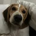 Cooper The Beagle-coopthebeagle_