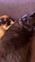 Kitten rescues-kittenroomnrescues