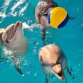 #БандаКоманда-dolphin_team.chelny