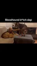 Samwell.the.Bloodhound-samwell.the.bloodhound
