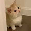 Kitten Meow^ω^-kittenmeow555