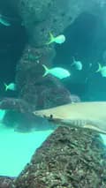 The Florida Aquarium-the_florida_aquarium