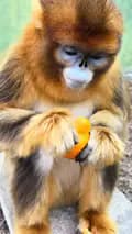 monkey-goldenmonkey125